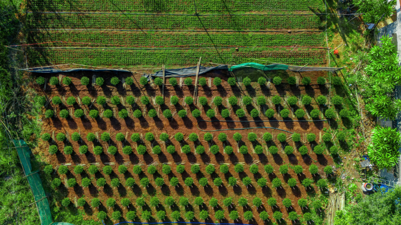O futuro da agricultura definido por decisões técnicas analisadas por Alfredo Moreira Filho.